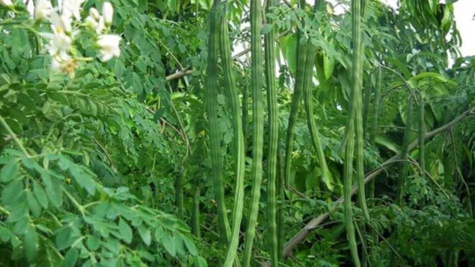 यूपी में 1 जुलाई से शुरू होगा वन महोत्सव, लगाए जाएंगे करीब 55 लाख Moringa के पौधे