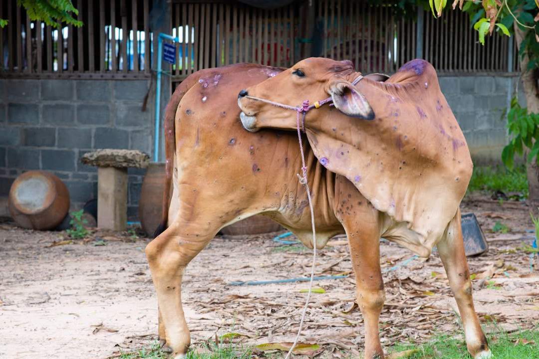 लंपी बीमारी से पशुओं को कैसे बचाएं? जानिए लक्षण और बचाव के तरीके