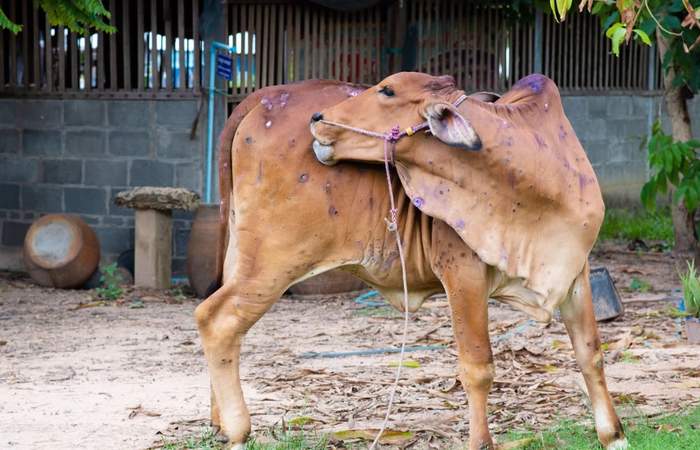 लंपी बीमारी से पशुओं को कैसे बचाएं? जानिए लक्षण और बचाव के तरीके
