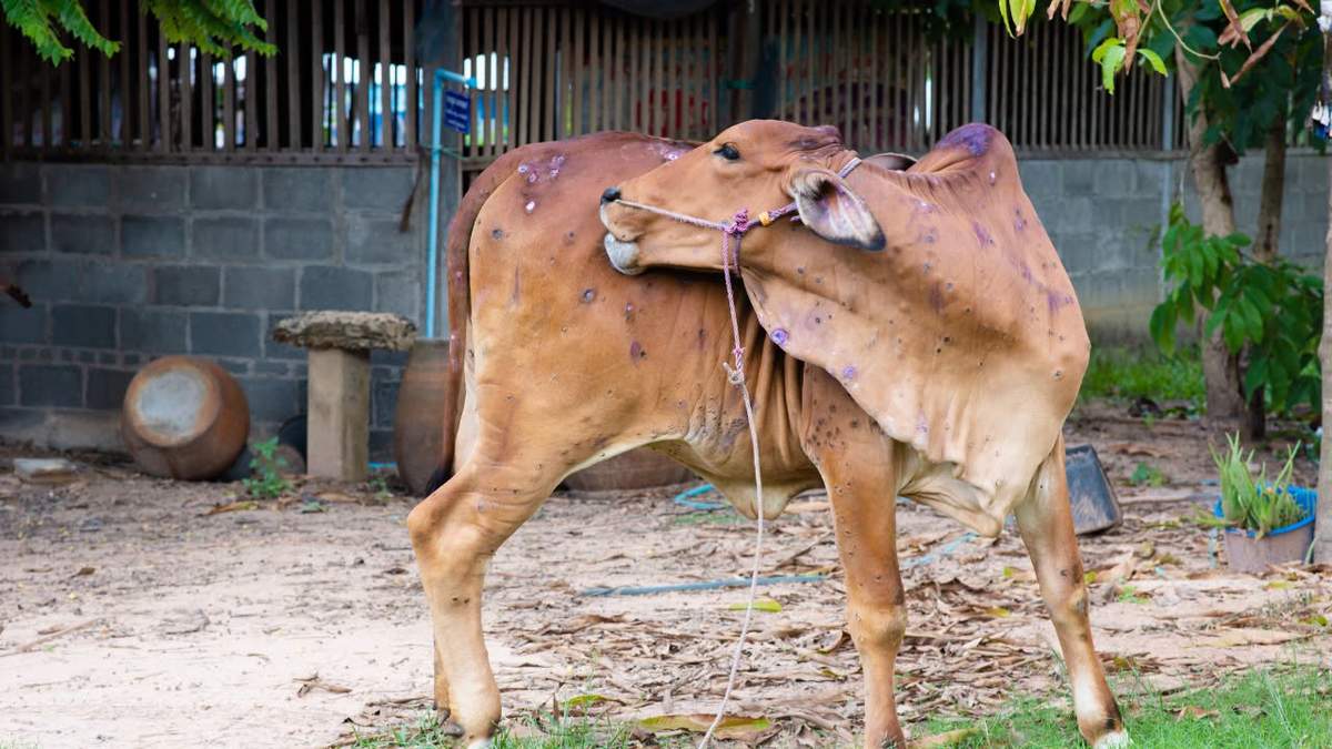 लंपी बीमारी से पशुओं को कैसे बचाएं? जानिए लक्षण और बचाव के तरीके