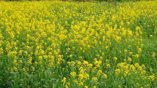 राजस्थान में ‘सरसों संकल्प’ शुरू, 40 हजार किसानों को जोड़ने का लक्ष्य