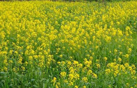राजस्थान में ‘सरसों संकल्प’ शुरू, 40 हजार किसानों को जोड़ने का लक्ष्य