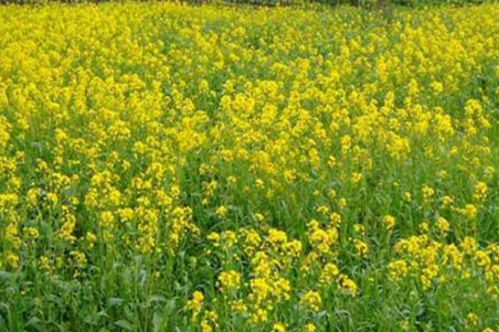 राजस्थान में ‘सरसों संकल्प’ शुरू, 40 हजार किसानों को जोड़ने का लक्ष्य