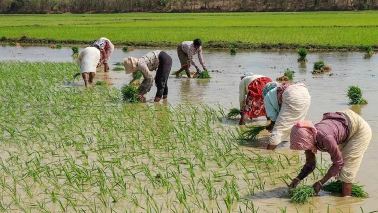 बुवाई के लिए धान की इन किस्मों के बीज पर सब्सिडी दे रही है उत्तर प्रदेश सरकार