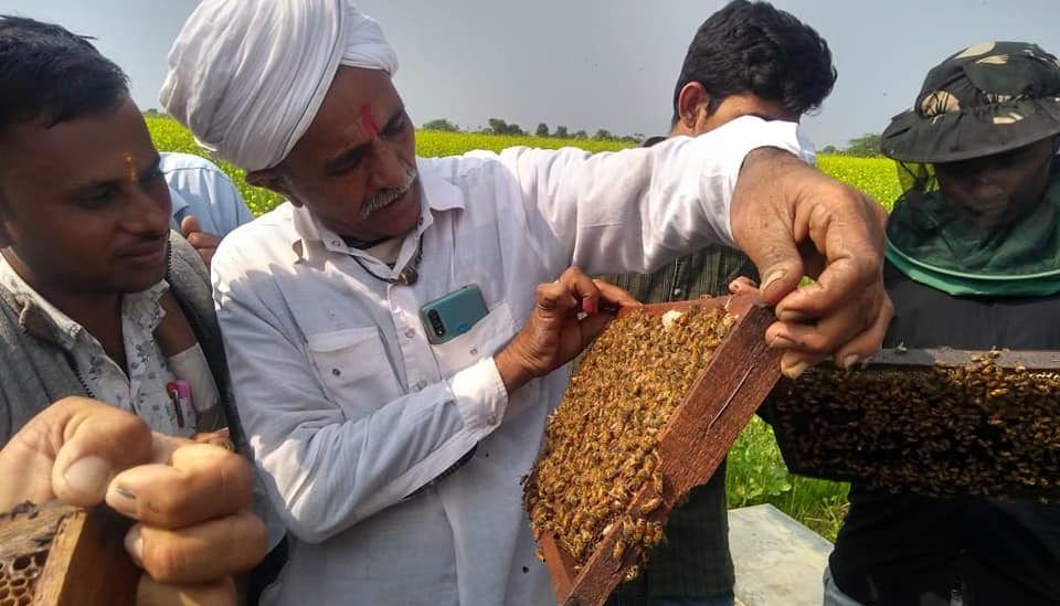 पिछले दस सालों में 60 प्रतिशत बढ़ा शहद उत्पादन ... जानिए पीएम मोदी ने 'स्वीट रिवॉल्यूशन' के बारे में क्या कहा?