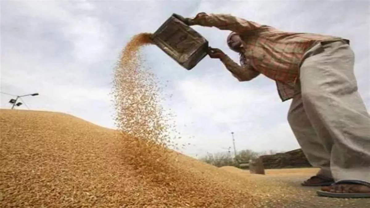 MSP पर गेहूं की खरीद 250 लाख मीट्रिक टन से अधिक, 103.89 लाख मीट्रिक टन खरीद के साथ पंजाब सबसे आगे