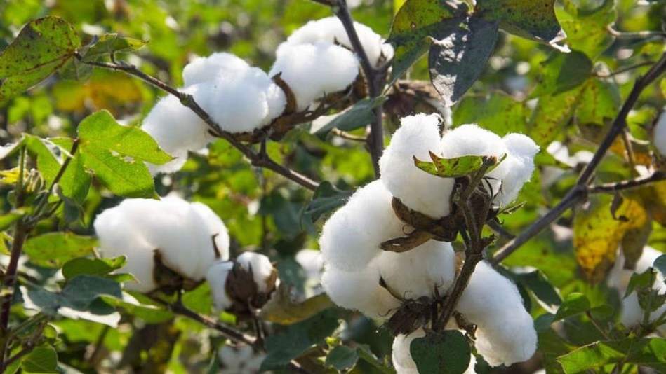 भारत में कपास की खेती, Production, Export और Employment पर एक नजर