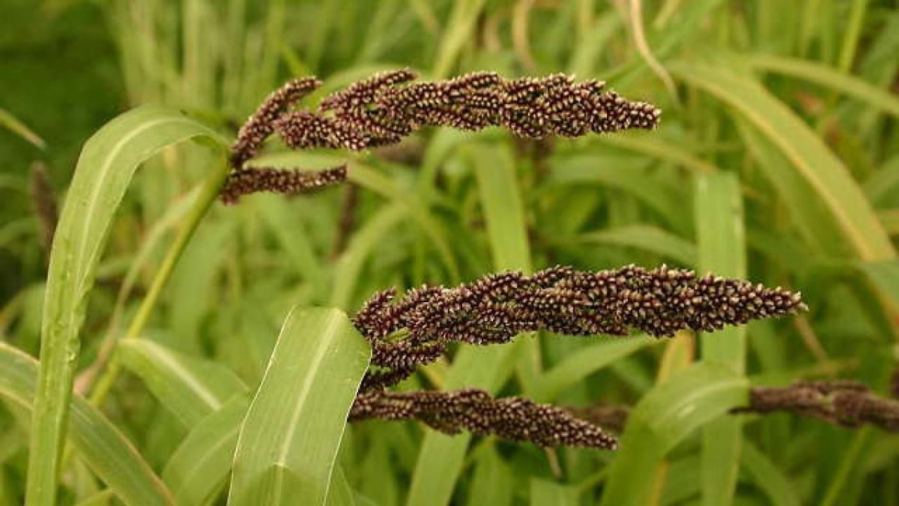 ICRISAT ने 'रैपिड-रागी' नाम से दुनिया की पहली स्पीड ब्रीडिंग तकनीक विकसित की, अब कम लागत में तेजी से होंगी रागी