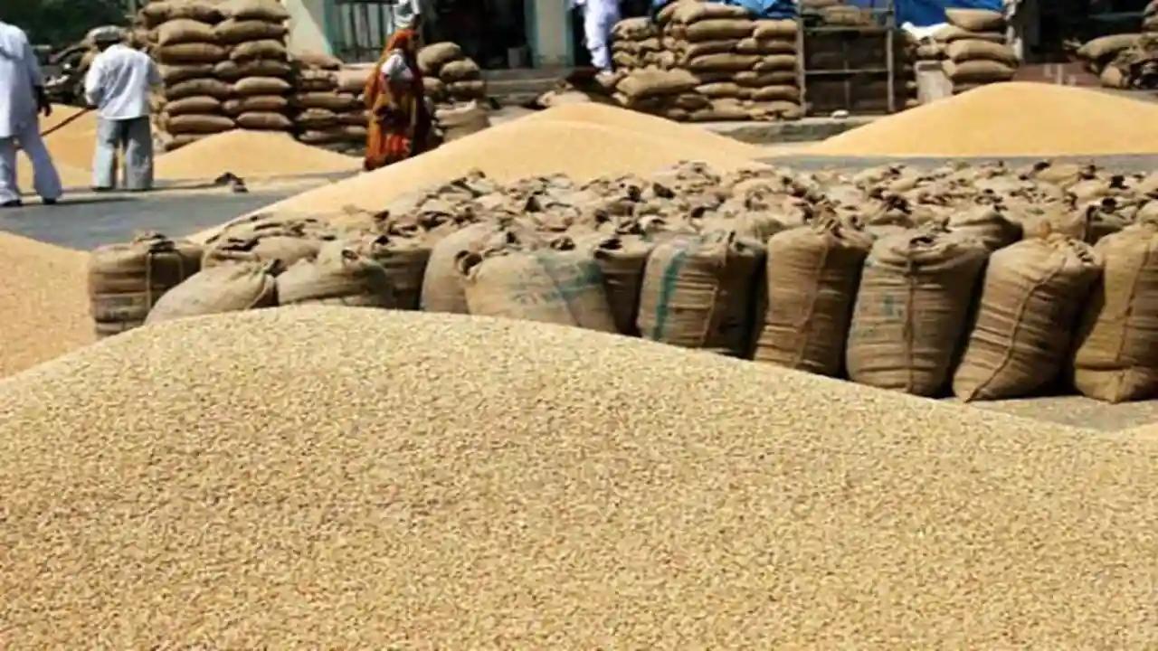 यूपी में सरकारी गेहूं खरीद में हुआ बदलाव, MSP पर 100 क्विंटल से भी ज़्यादा गेहूं बिना वेरिफिकेशन के बेच सकेंगे किसान