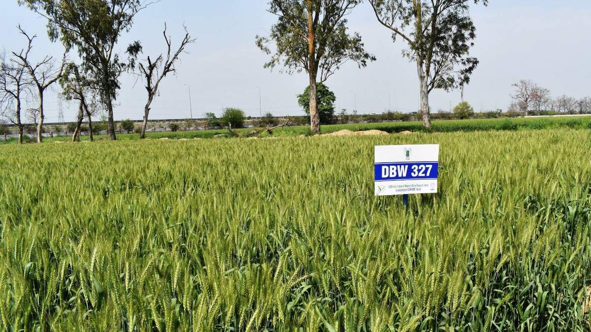 गेहूं की किस्म करण शिवानी DBW 327 दे सकती है 80 कुटंल प्रति हेक्टेयर तक की उपज
