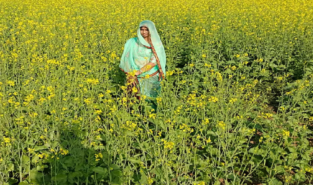 सरसों की खेती का रकबा 5 साल में 40% बढ़ा, इस साल भी बढ़ने की उम्मीद