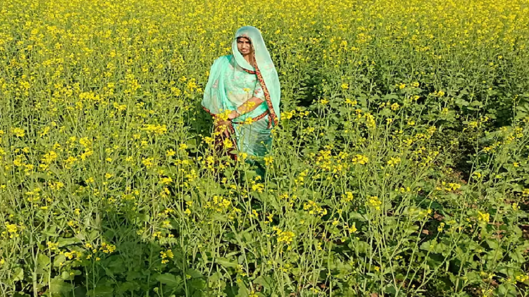 सरसों की खेती का रकबा 5 साल में 40% बढ़ा, इस साल भी बढ़ने की उम्मीद