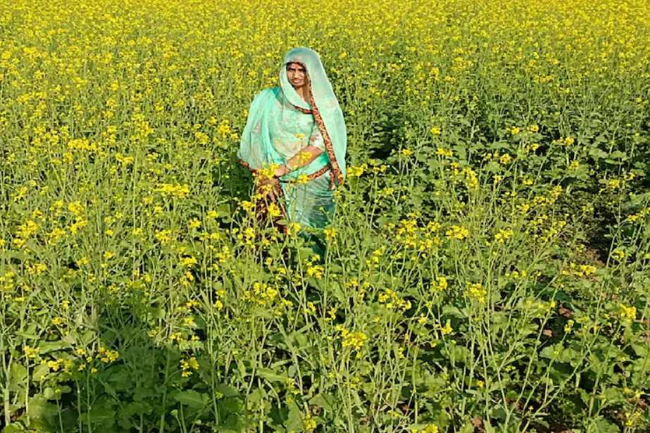 सरसों की खेती का रकबा 5 साल में 40% बढ़ा, इस साल भी बढ़ने की उम्मीद