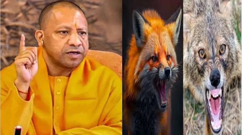योगी सरकार का बड़ा फैसला, अब लोमड़ी और सियार के हमले से मौत होने पर मिलेगा 4 लाख रुपए का मुआवजा