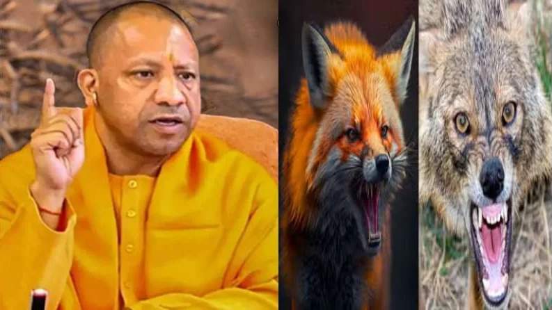 योगी सरकार का बड़ा फैसला, अब लोमड़ी और सियार के हमले से मौत होने पर मिलेगा 4 लाख रुपए का मुआवजा