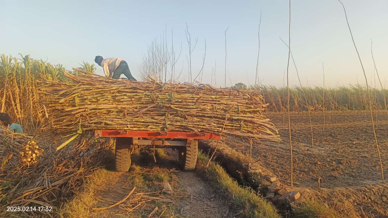 यूपी के गन्ना किसानों को योगी सरकार ने दिया झटका, नहीं बढ़ाया गन्ने का दाम