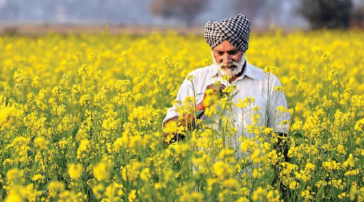  राष्ट्रीय खाद्य तेल मिशन-तिलहन
