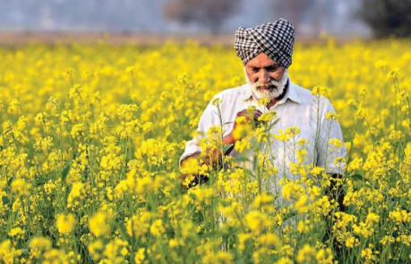 राष्ट्रीय खाद्य तेल मिशन-तिलहन