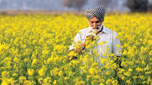 राष्ट्रीय खाद्य तेल मिशन-तिलहन