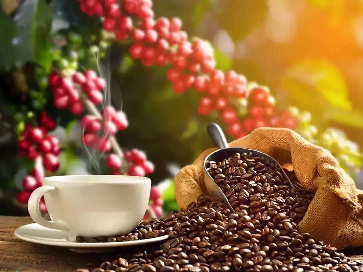 Coffee Export में 125% की बढ़ोतरी, मानसून मालाबार अरेबिका और रोबस्ट रॉयल जैसे ब्रांडों की खूब मांग