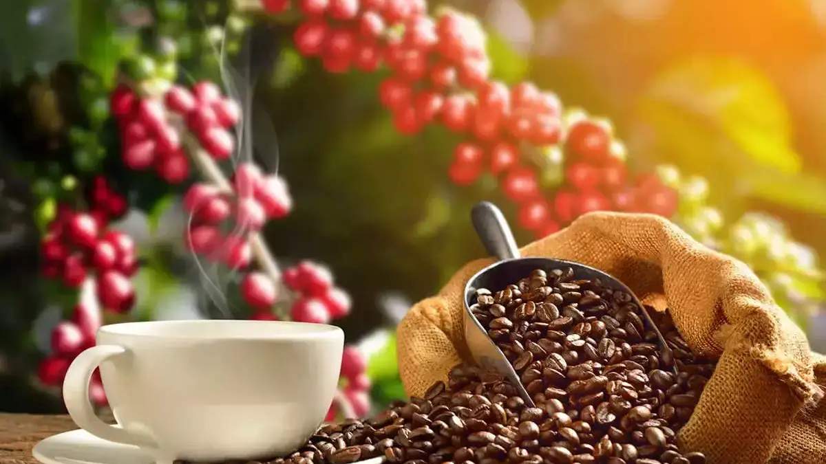 Coffee Export में 125% की बढ़ोतरी, मानसून मालाबार अरेबिका और रोबस्ट रॉयल जैसे ब्रांडों की खूब मांग