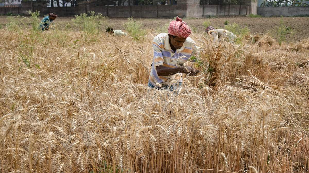 गेहूं की फसल को आग से बचाने के लिए पंजाब सरकार ने शुरू किया जागरूकता अभियान, किसानों को दी ये सलाह