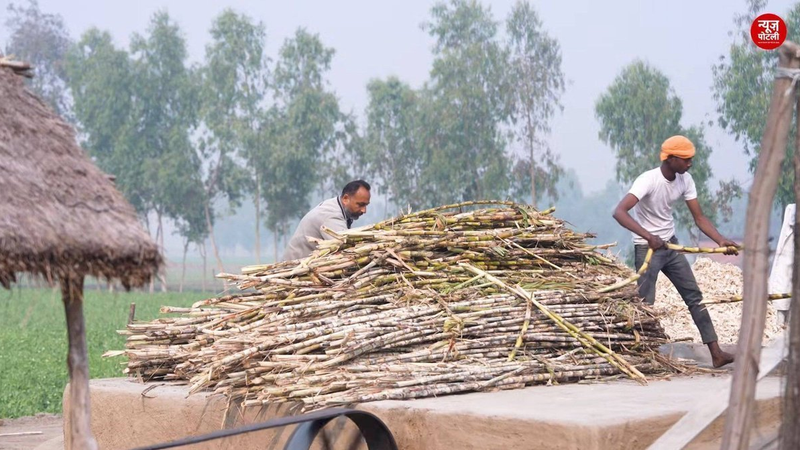 गन्ना किसानों को मिलेगा बेहतर दाम? सरकार ने बनाई कमेटी