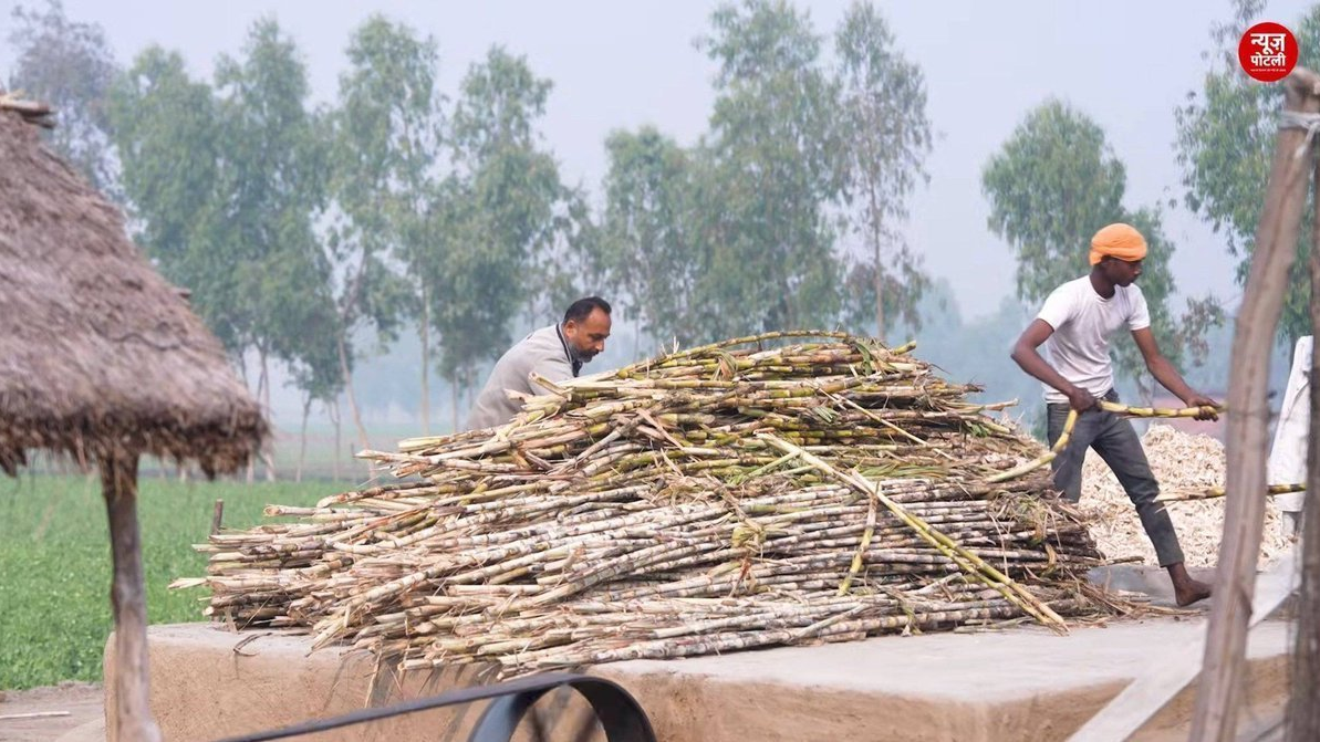 गन्ना किसानों को मिलेगा बेहतर दाम? सरकार ने बनाई कमेटी