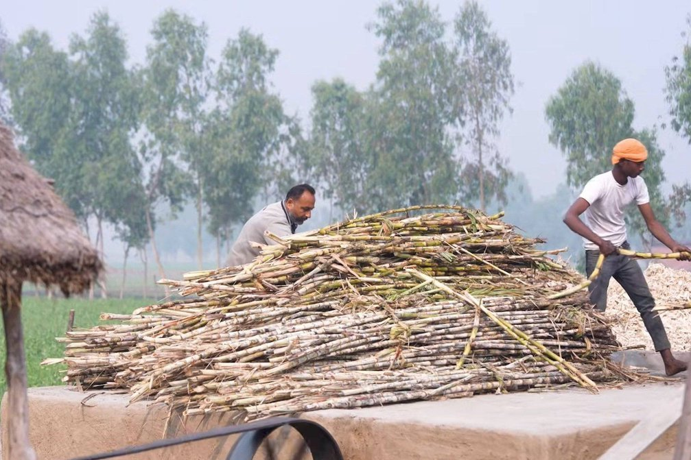 गन्ना किसानों को मिलेगा बेहतर दाम? सरकार ने बनाई कमेटी
