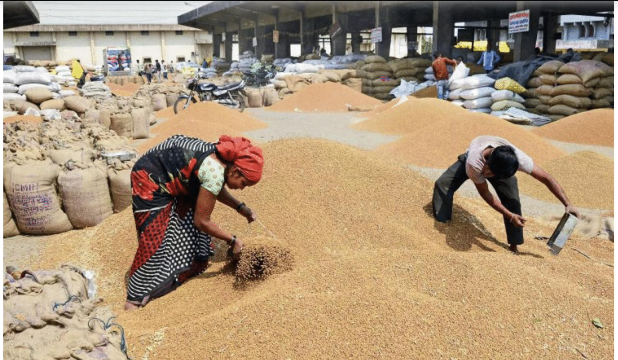 गेहूं निर्यात पर सरकार सख्त, नई फसल आने तक नहीं होगा फैसला