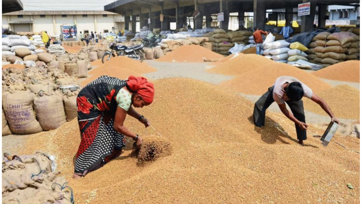 गेहूं निर्यात पर सरकार सख्त, नई फसल आने तक नहीं होगा फैसला