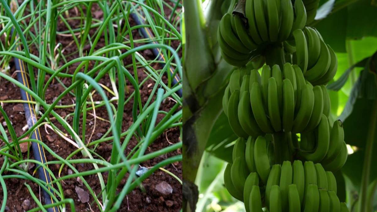 केले और प्याज की सहफसली खेती कैसे करें?