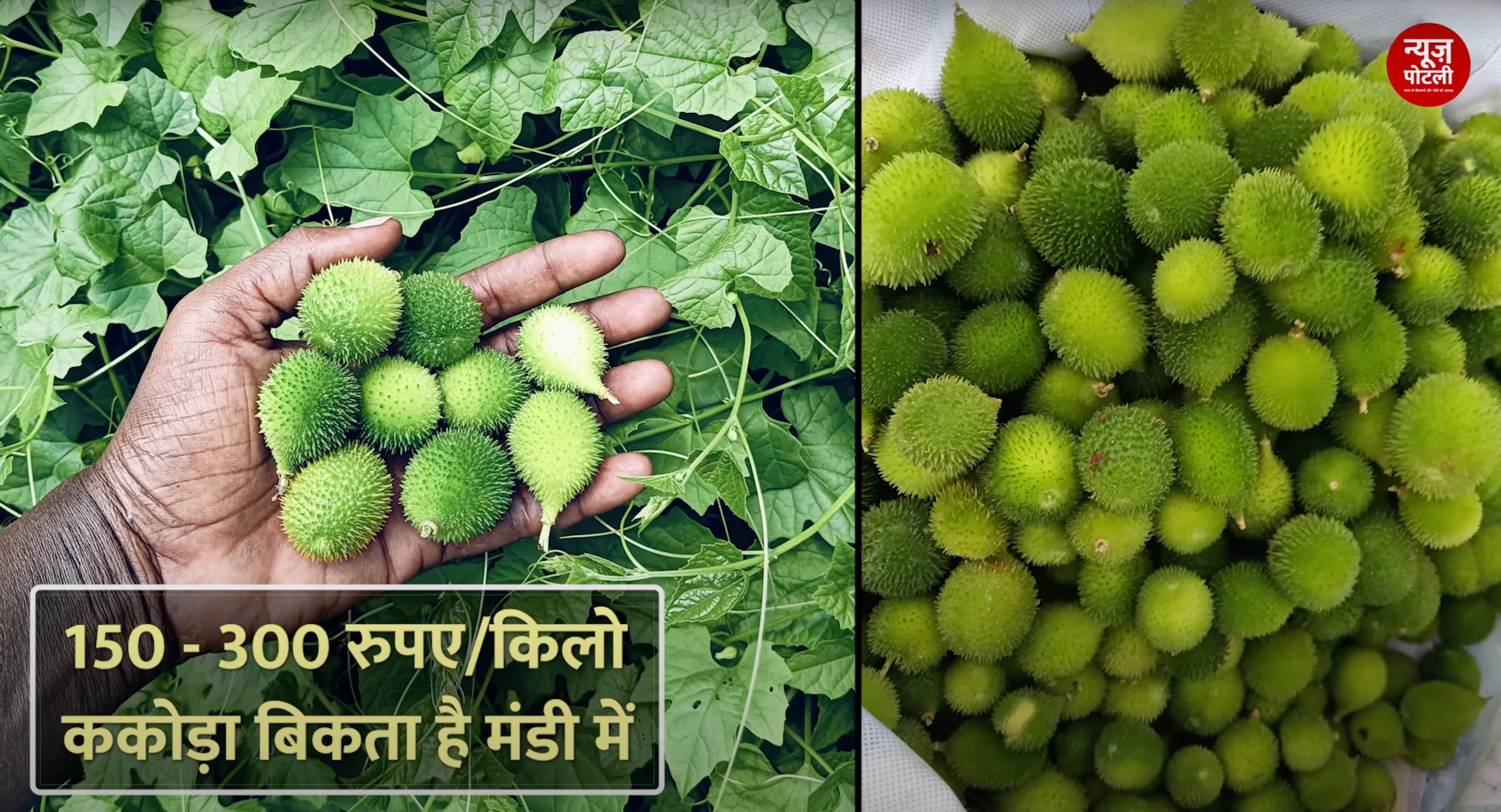 कंटोला की खेती कब और कैसे करें? जानिए किसान से....