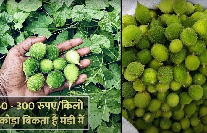 कंटोला की खेती कब और कैसे करें? जानिए किसान से....