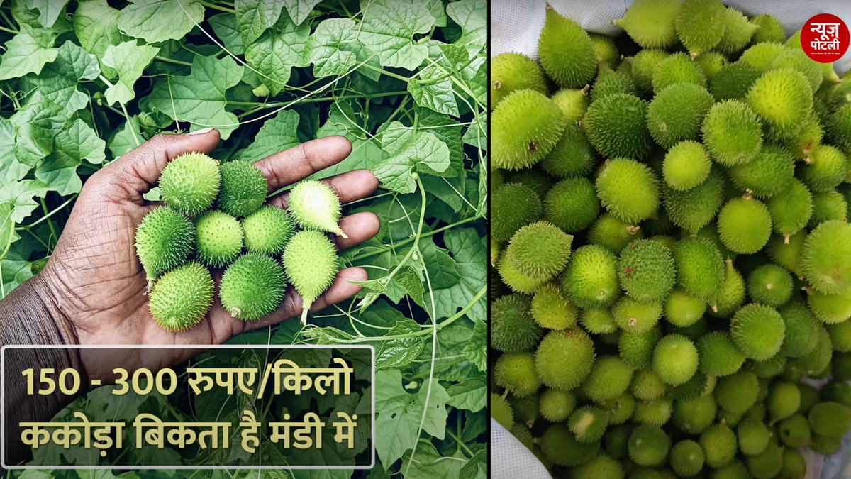 कंटोला की खेती कब और कैसे करें? जानिए किसान से....