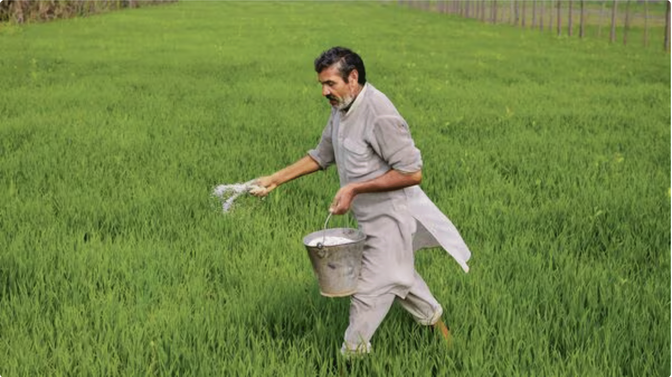 यूरिया पर निर्भरता घटाने की तैयारी, सरकार ने बढ़ाया अमोनियम सल्फेट का उपयोग