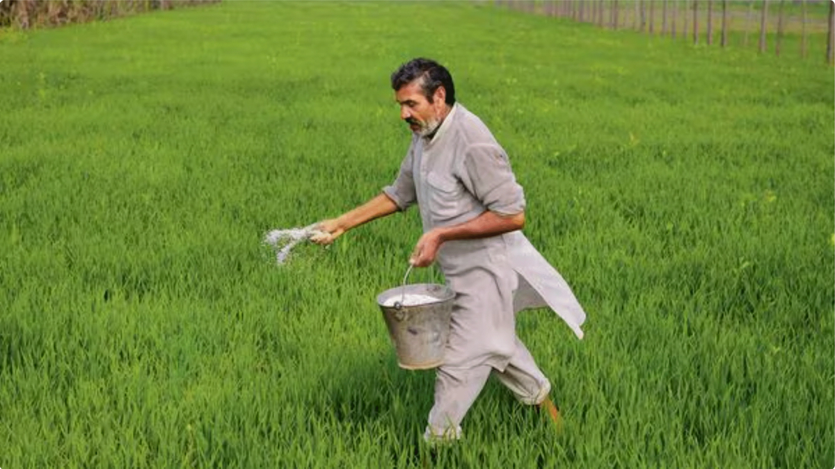 यूरिया पर निर्भरता घटाने की तैयारी, सरकार ने बढ़ाया अमोनियम सल्फेट का उपयोग