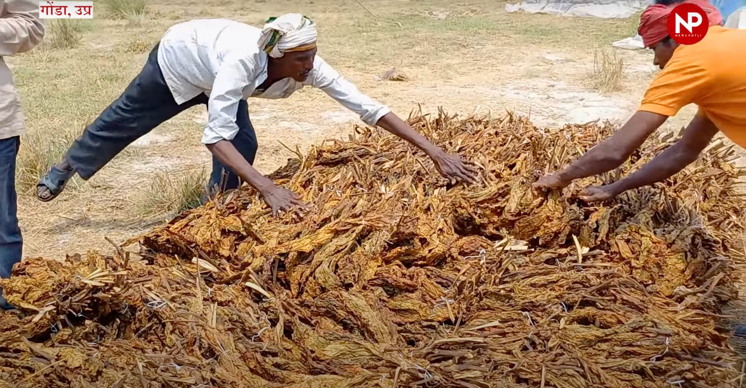 तम्बाकू किसानों को मिली बड़ी राहत, अब उत्पादक रजिस्ट्रेशन और खलिहान लाइसेंस 3 साल तक होगा वैलिड