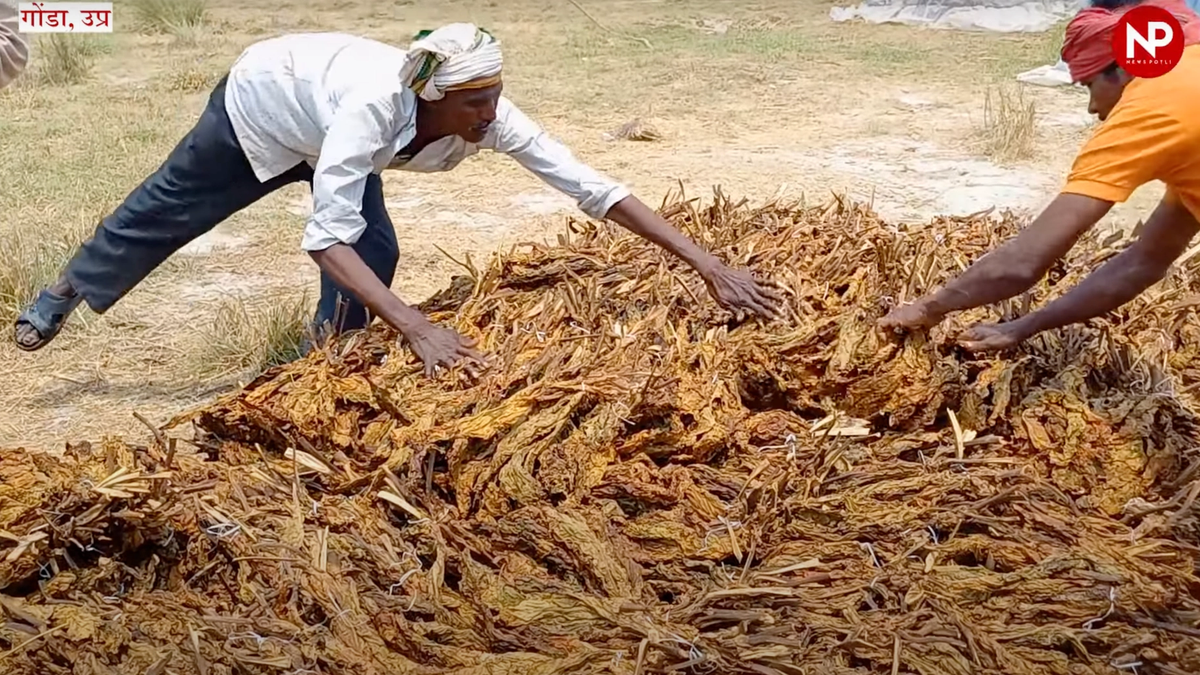 तम्बाकू किसानों को मिली बड़ी राहत, अब उत्पादक रजिस्ट्रेशन और खलिहान लाइसेंस 3 साल तक होगा वैलिड