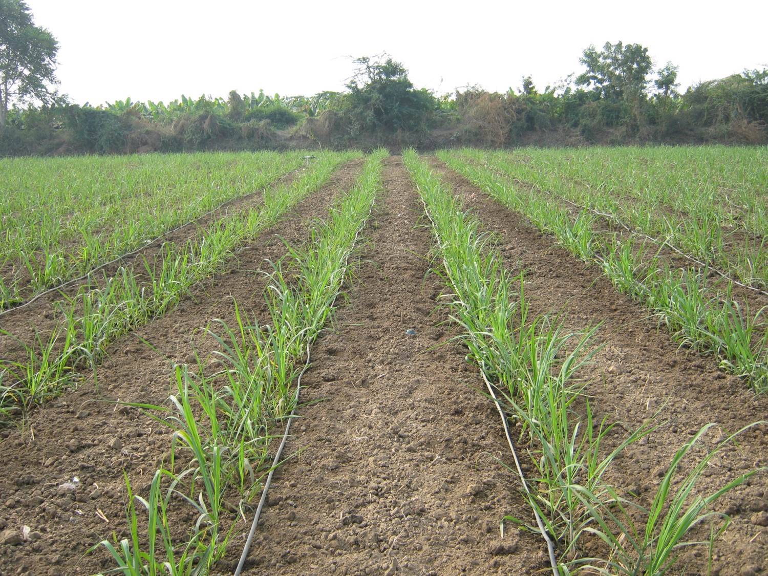 Soil Health : यूपी सरकार चला रही है अभियान, मुफ्त में करायें अपने खेत की मिट्टी की जाँच