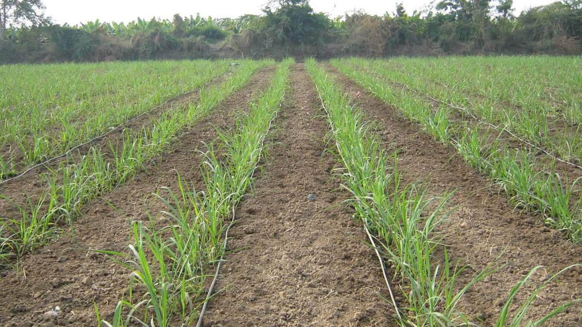 Soil Health : यूपी सरकार चला रही है अभियान, मुफ्त में करायें अपने खेत की मिट्टी की जाँच