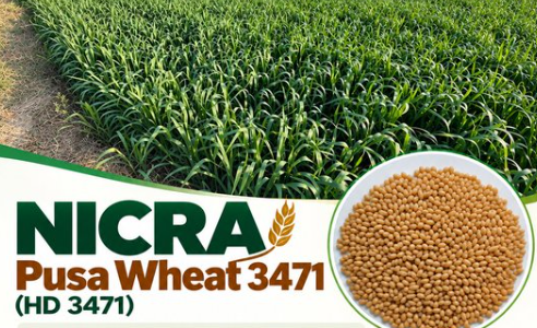 बदलते मौसम में भी गेहूं की बेहतर पैदावार, ICAR ने विकसित की नई किस्म Pusa Wheat 3471