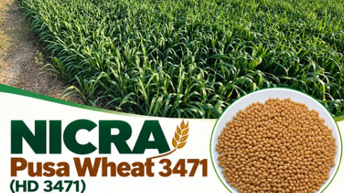 बदलते मौसम में भी गेहूं की बेहतर पैदावार, ICAR ने विकसित की नई किस्म Pusa Wheat 3471