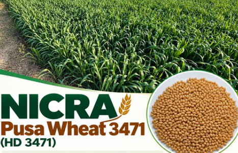 बदलते मौसम में भी गेहूं की बेहतर पैदावार, ICAR ने विकसित की नई किस्म Pusa Wheat 3471