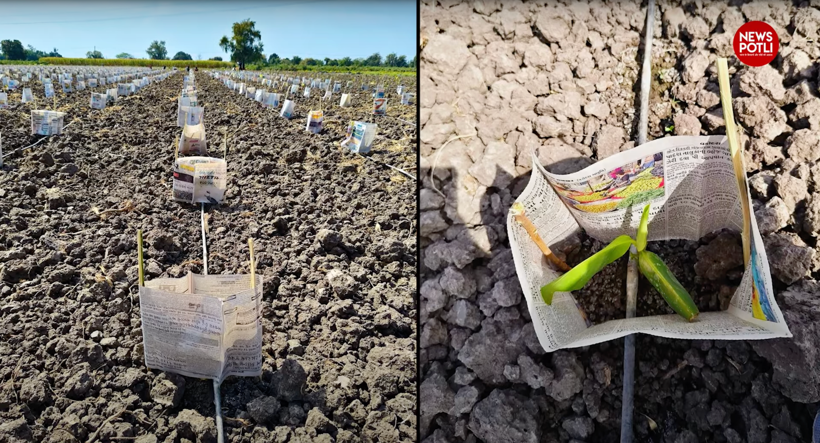 केले की फसल में Crop Cover क्यों जरूरी?