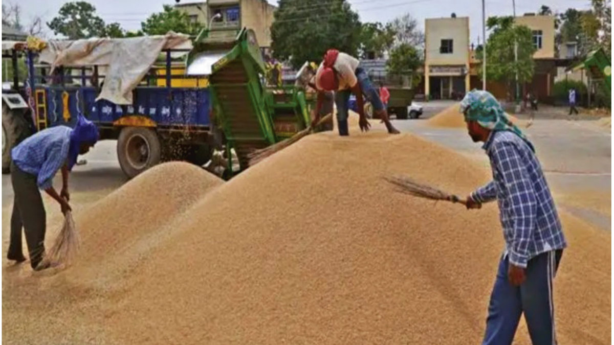 धान की सरकारी खरीद ने तोड़ा रिकॉर्ड, पंजाब-हरियाणा में सबसे ज्यादा आवक