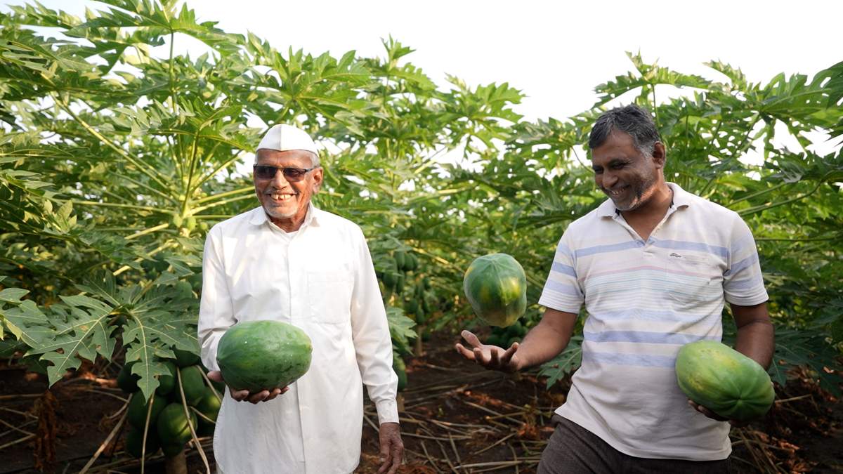 पपीता और हरी मिर्च की खेती से सालाना 80-90 लाख रुपए कमा रहा महाराष्ट्र का ये किसान