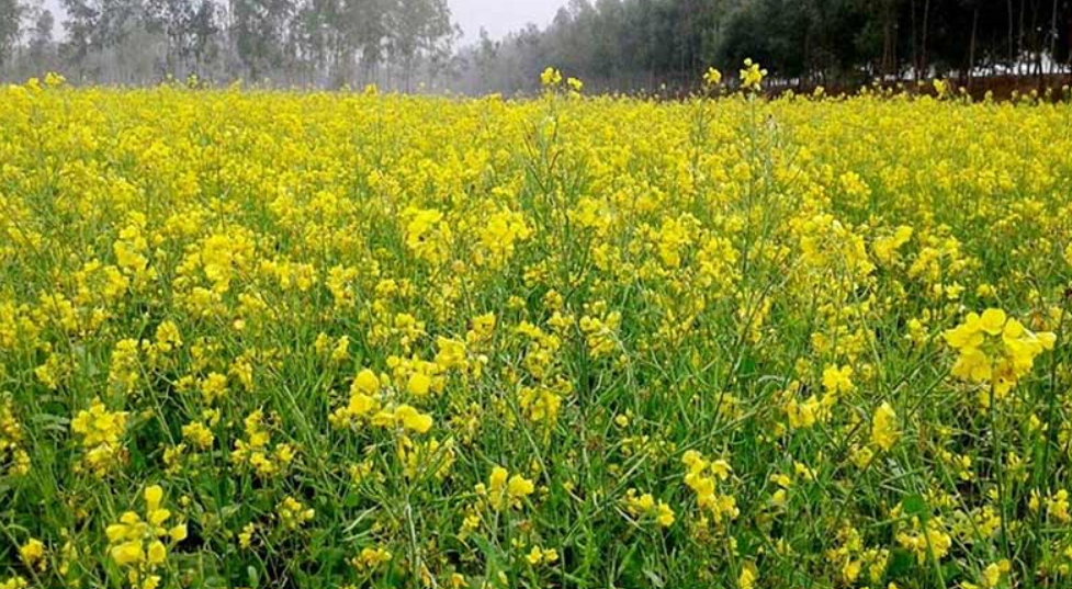 सरसों की नई किस्म पूसा डबल जीरो-36 क्यों है खास?