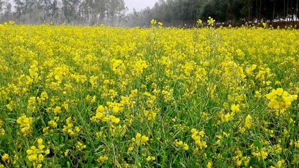 सरसों की नई किस्म पूसा डबल जीरो-36 क्यों है खास?