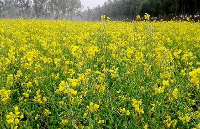सरसों की नई किस्म पूसा डबल जीरो-36 क्यों है खास?